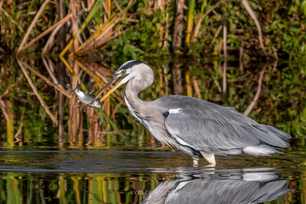 reiger met vis