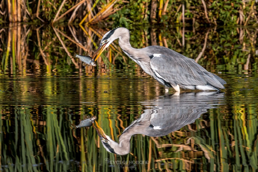 Reiger met vis