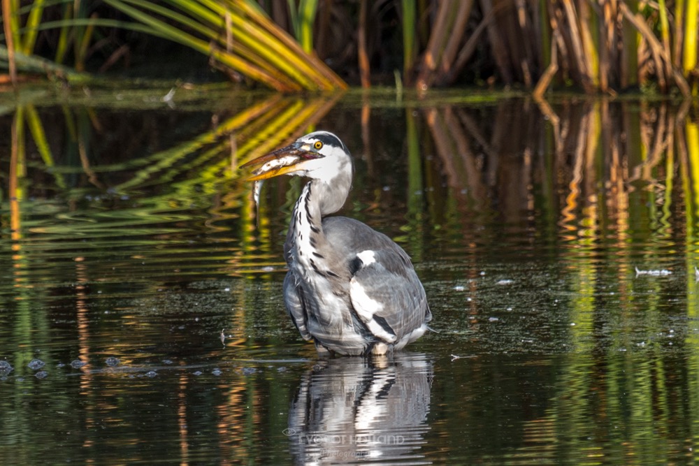 Reiger met vis