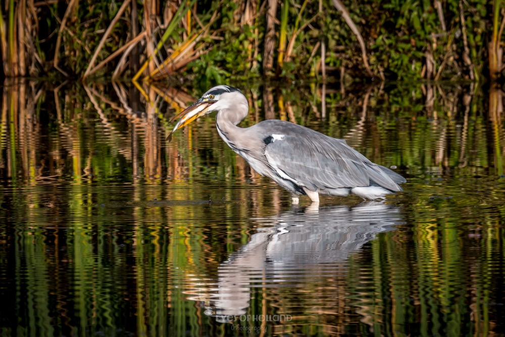 Reiger met vis