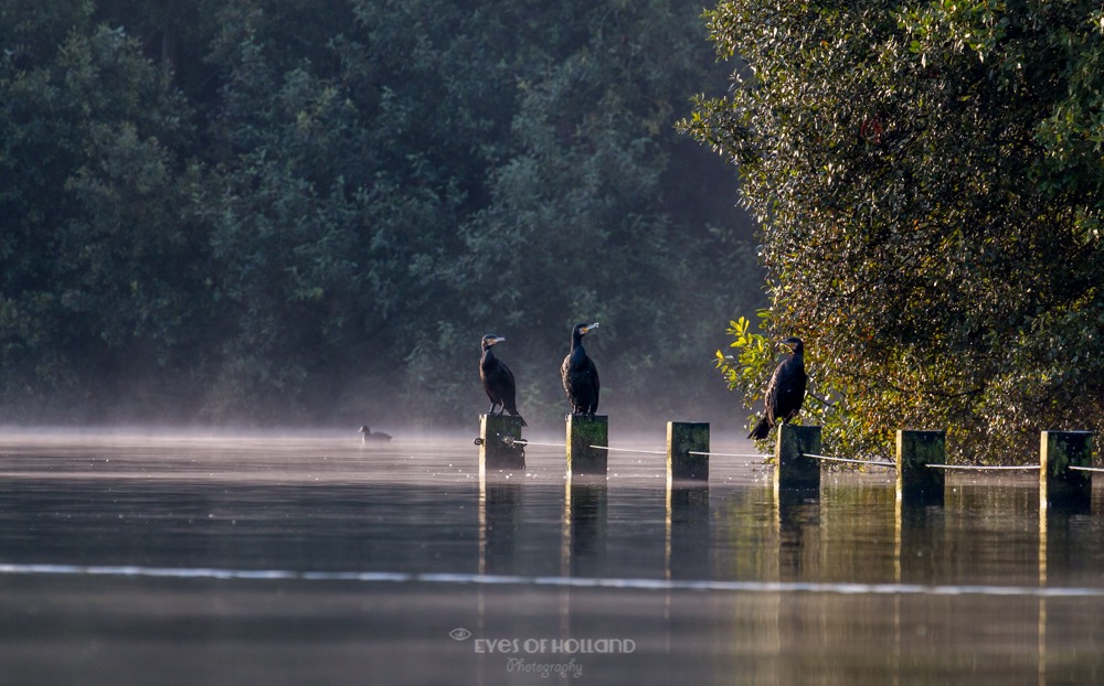 Aalscholvers in de ochtend zon