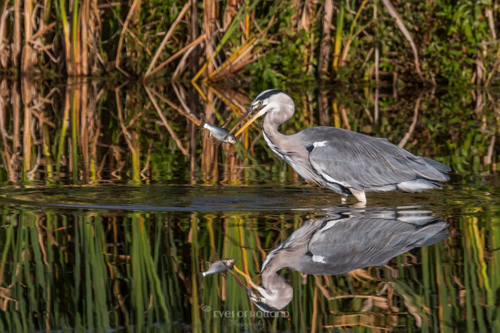 Reiger met vis