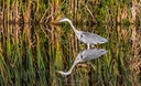 Jagende reiger