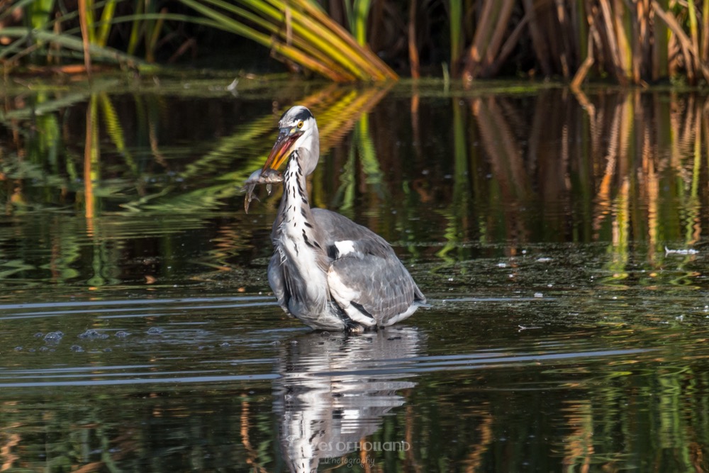 Reiger met vis