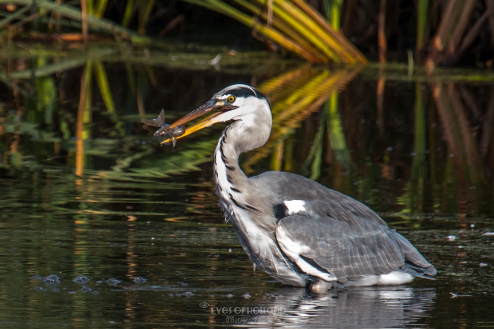 Reiger met vis