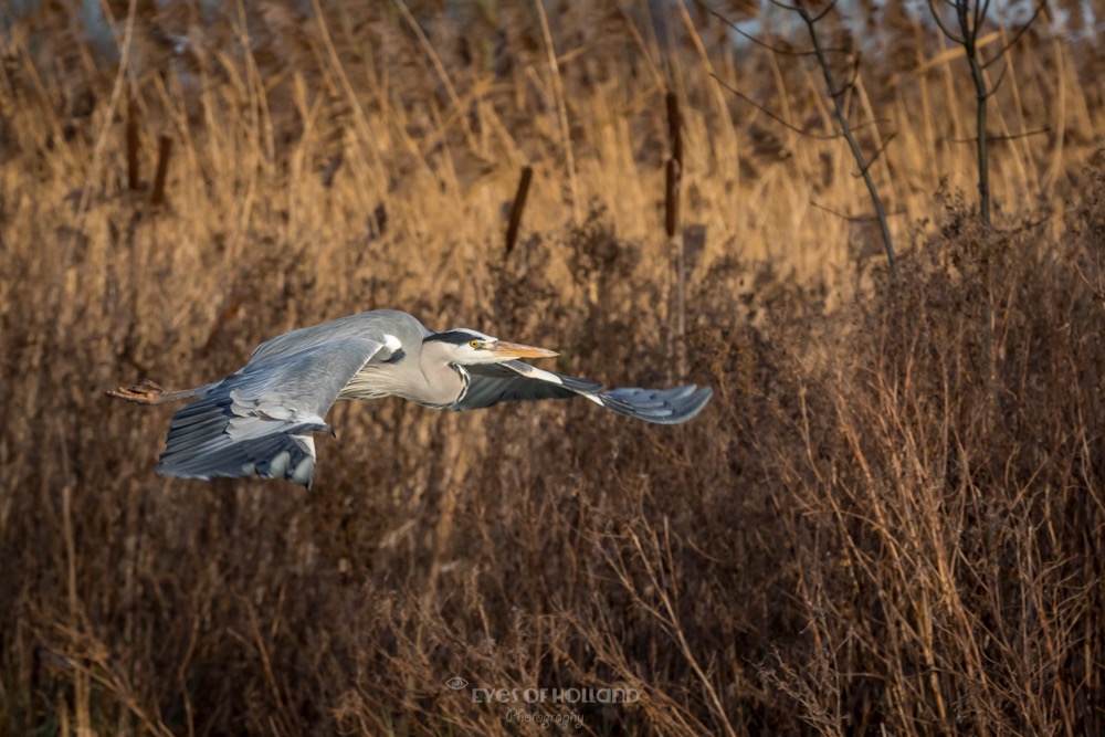 Blauwe reiger in vlucht