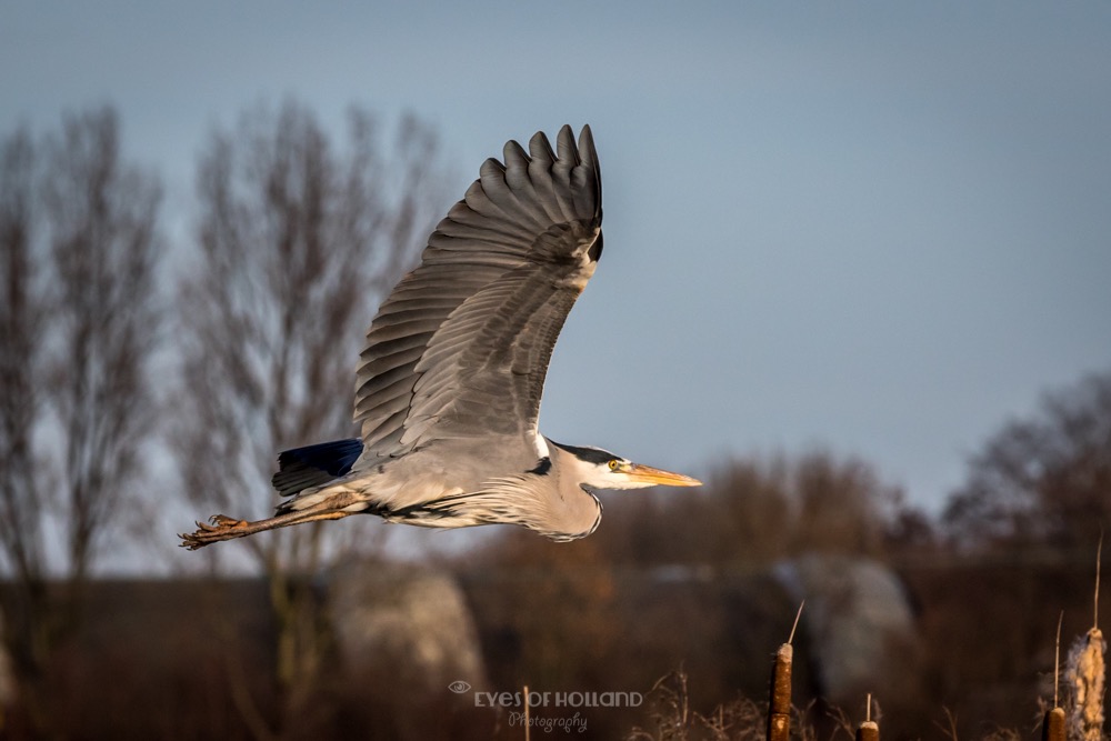 Blauwe reiger in vlucht