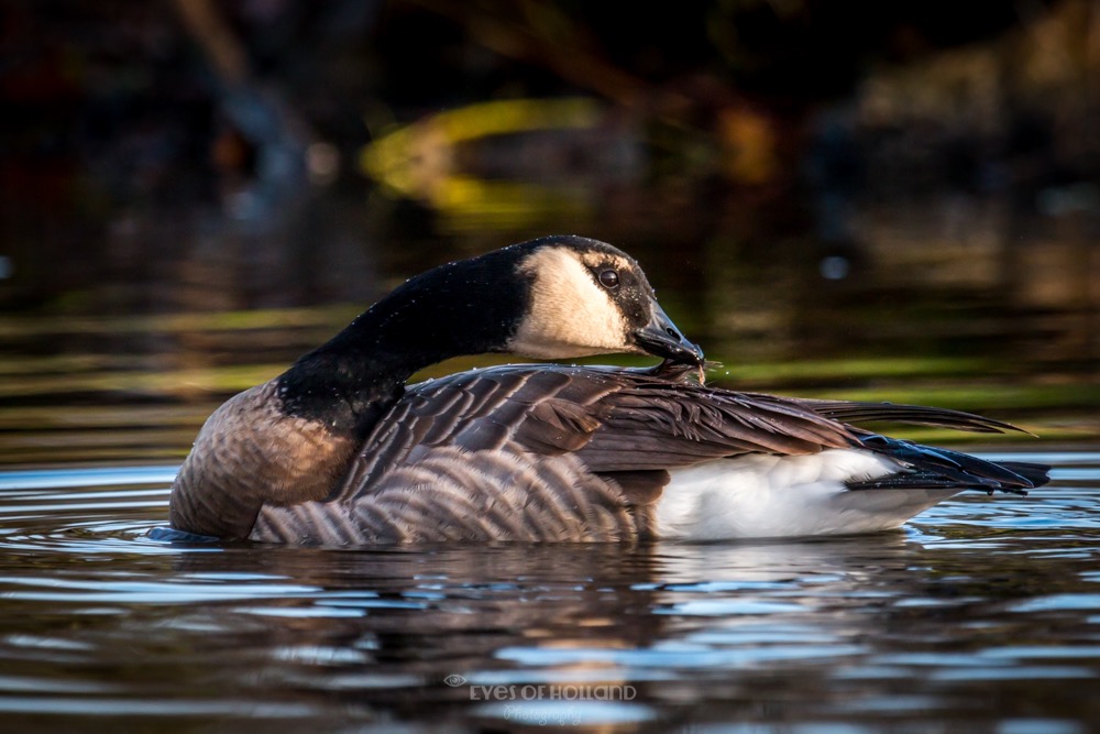 Canadese gans