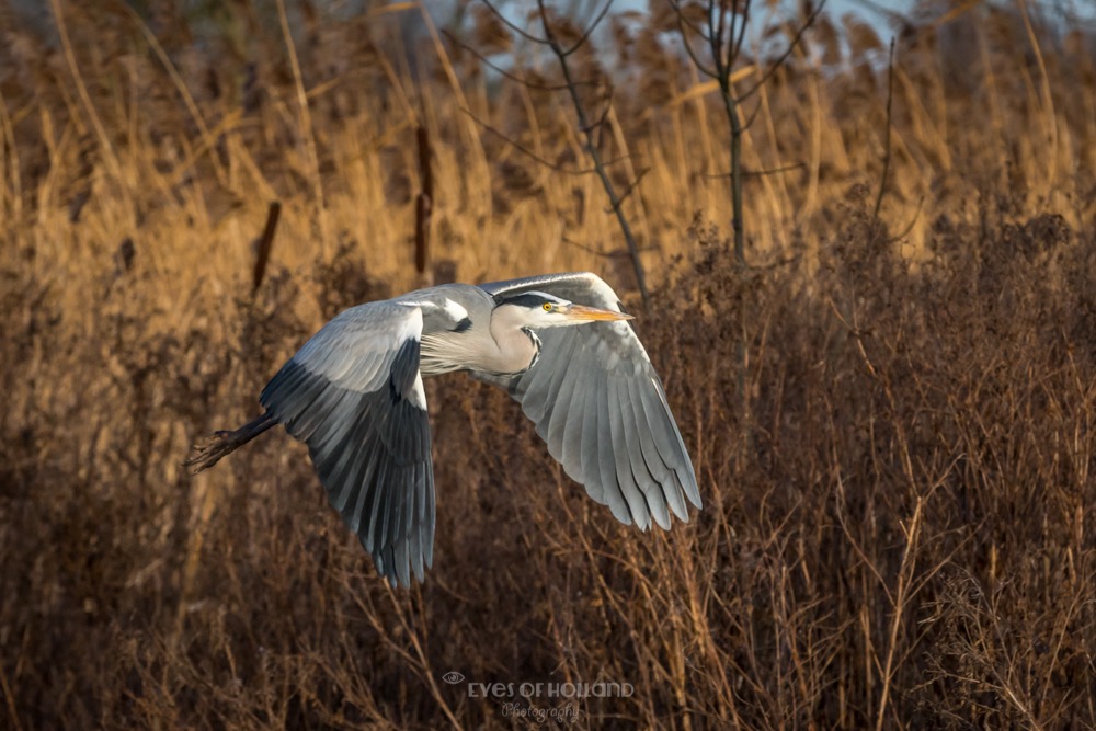 Blauwe reiger in vlucht