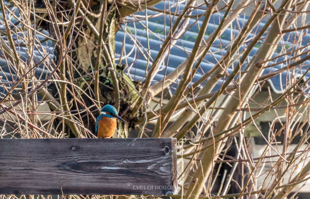 ijsvogel