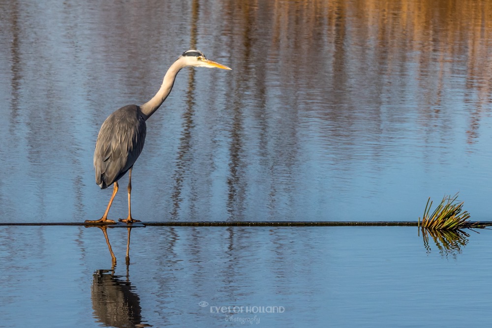 Blauwe reiger