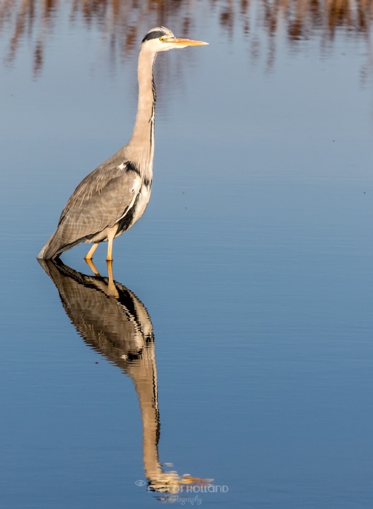 Blauwe reiger
