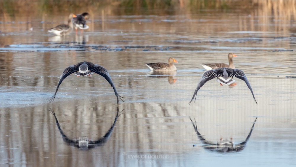 weerspiegeling van vliegende grauwe ganzen.