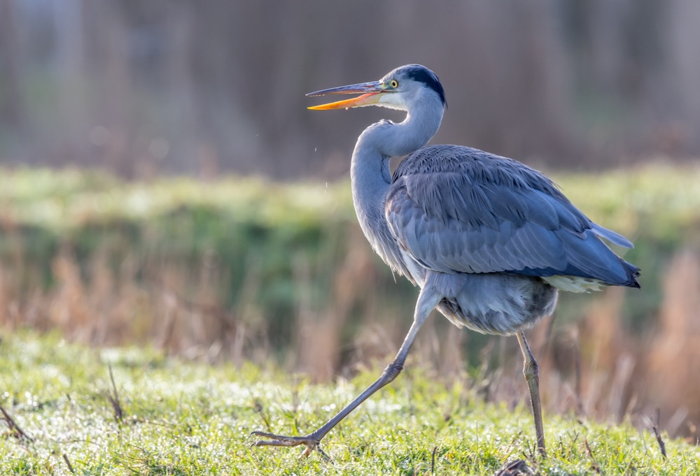 blauwe reiger