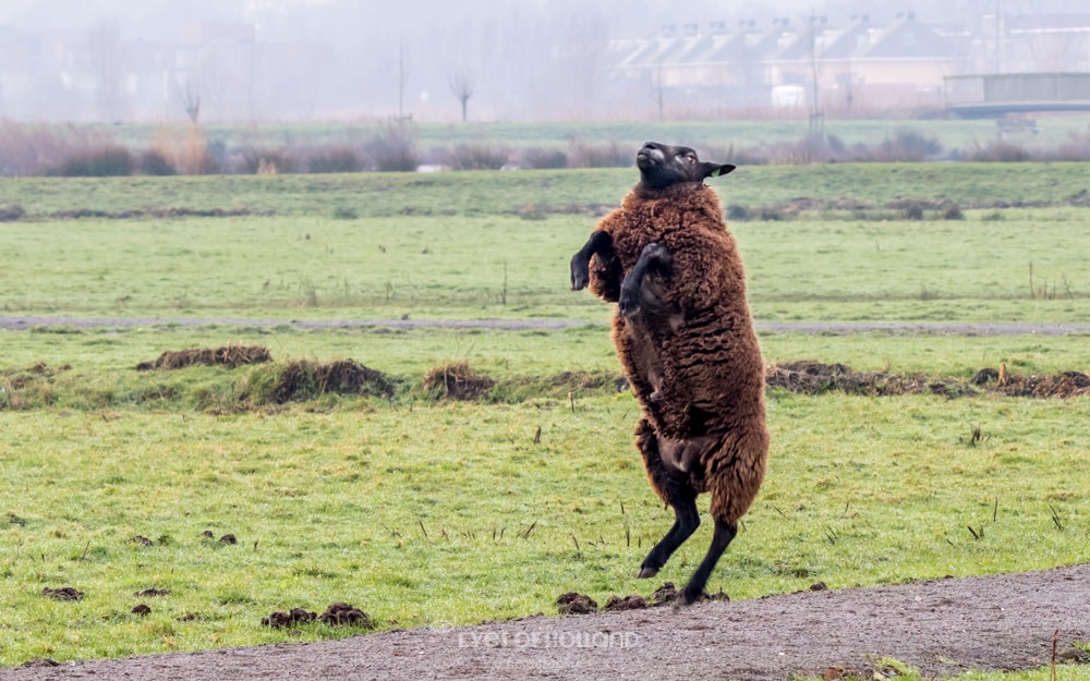 springend schaap