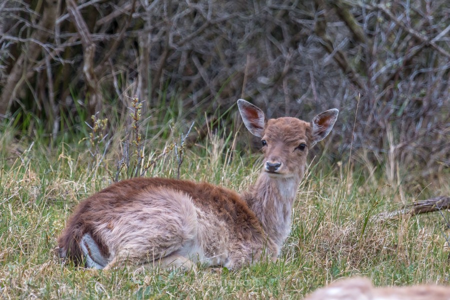 awd 15 mei-24