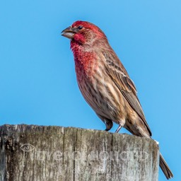 beach bird 3 (1 van 1)