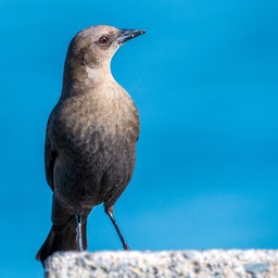 Bird Bandon Beach (1 van 1)