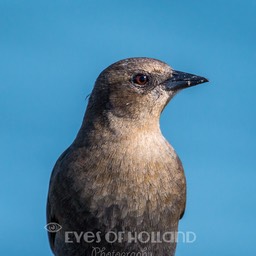 brewer blackbird female (4 van 5)