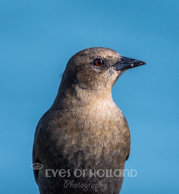 brewer blackbird female (4 van 5)