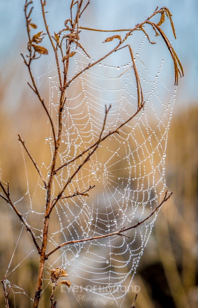 Ochtend mist-16