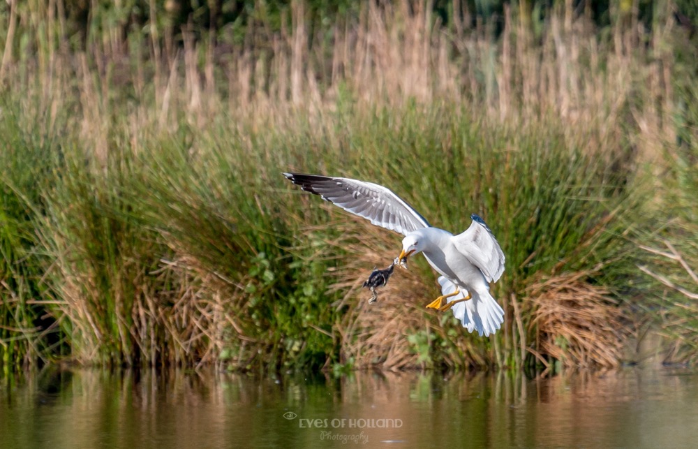 polders 24 mei-24