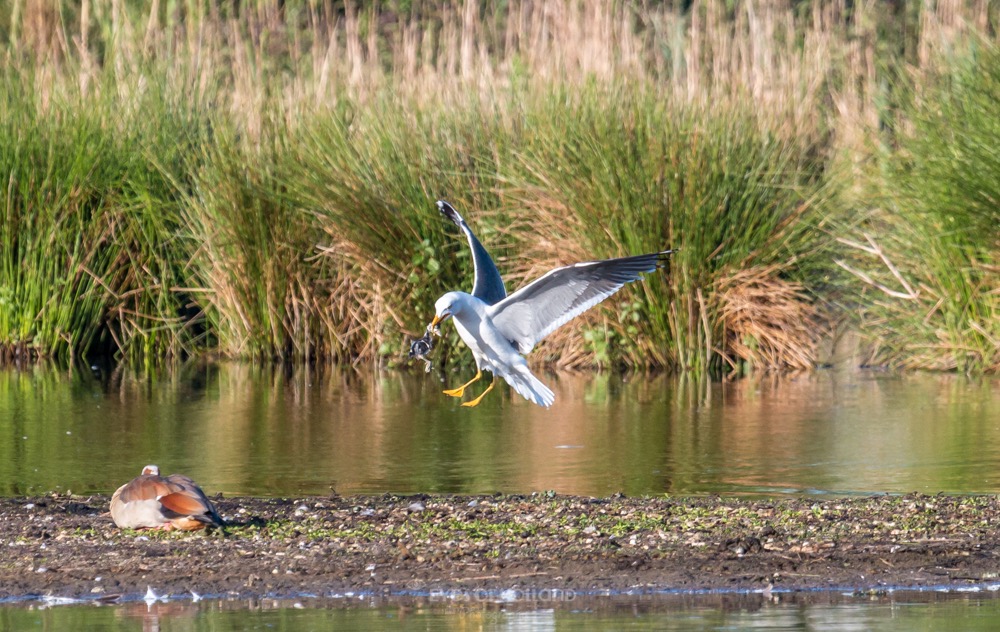 polders 24 mei-25