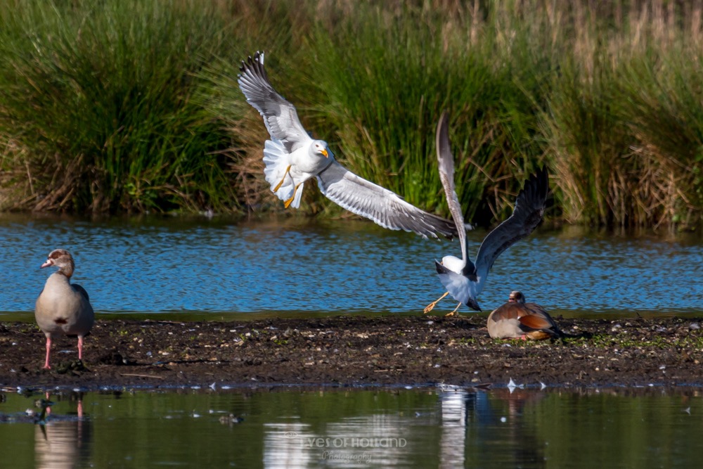 polders 24 mei-29