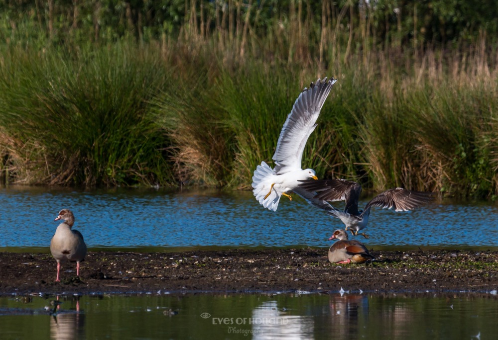 polders 24 mei-30