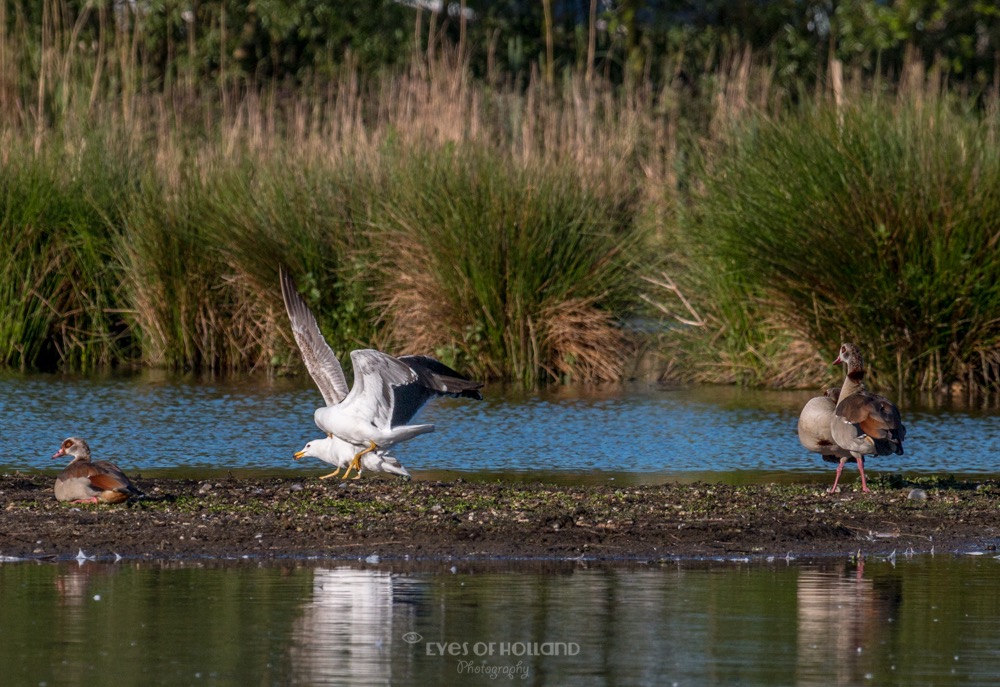 polders 24 mei-31