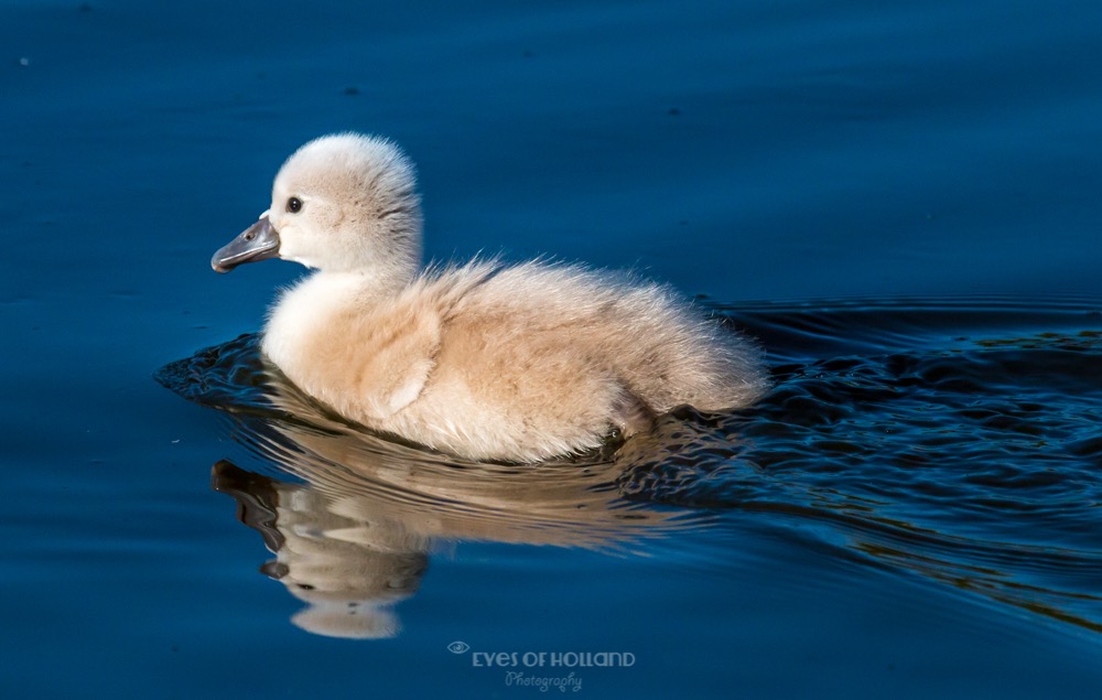 polders 24 mei-33