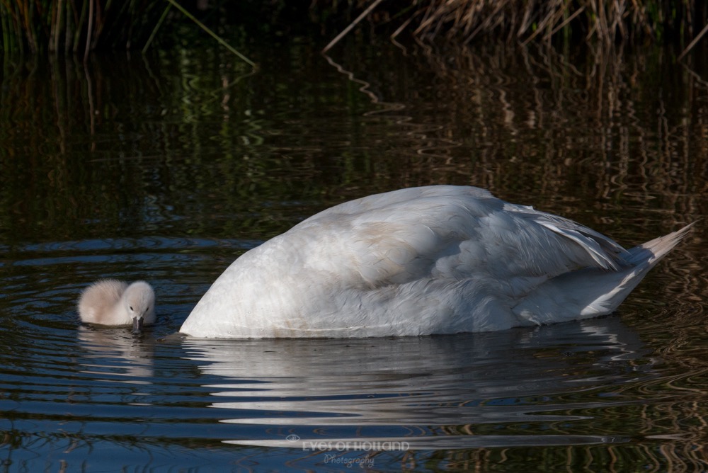 polders 24 mei-37