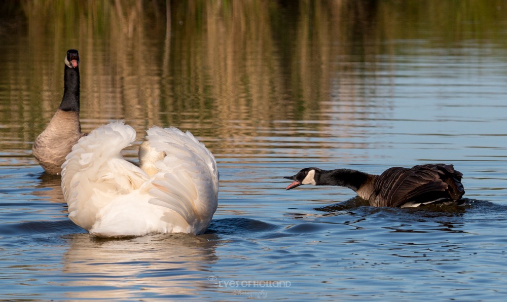 polders 24 mei-43