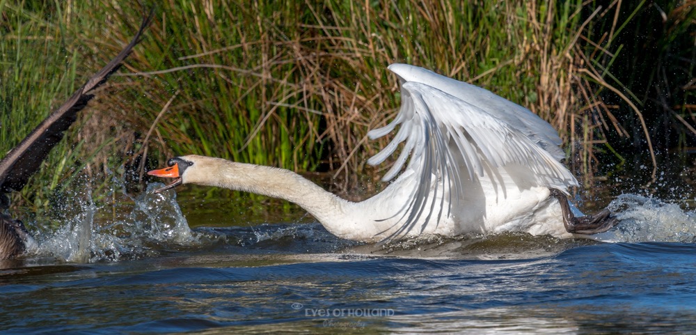 polders 24 mei-49