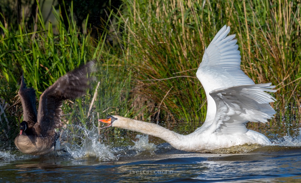 polders 24 mei-50