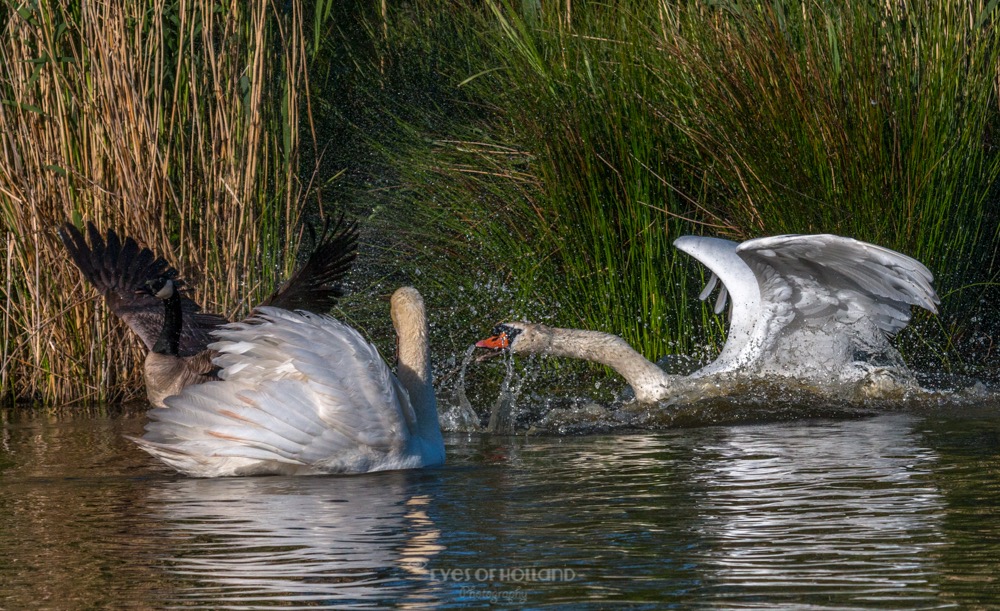 polders 24 mei-52