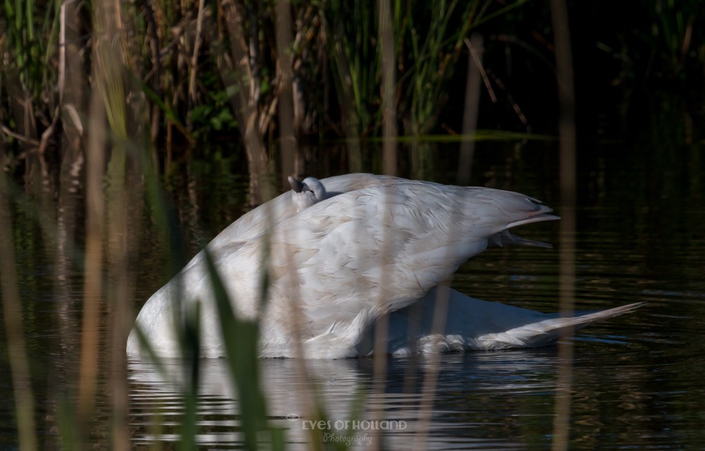 polders 24 mei-55