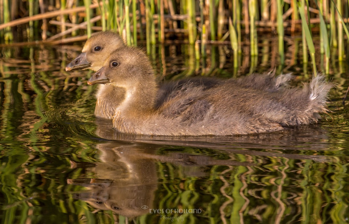 polders mei-16