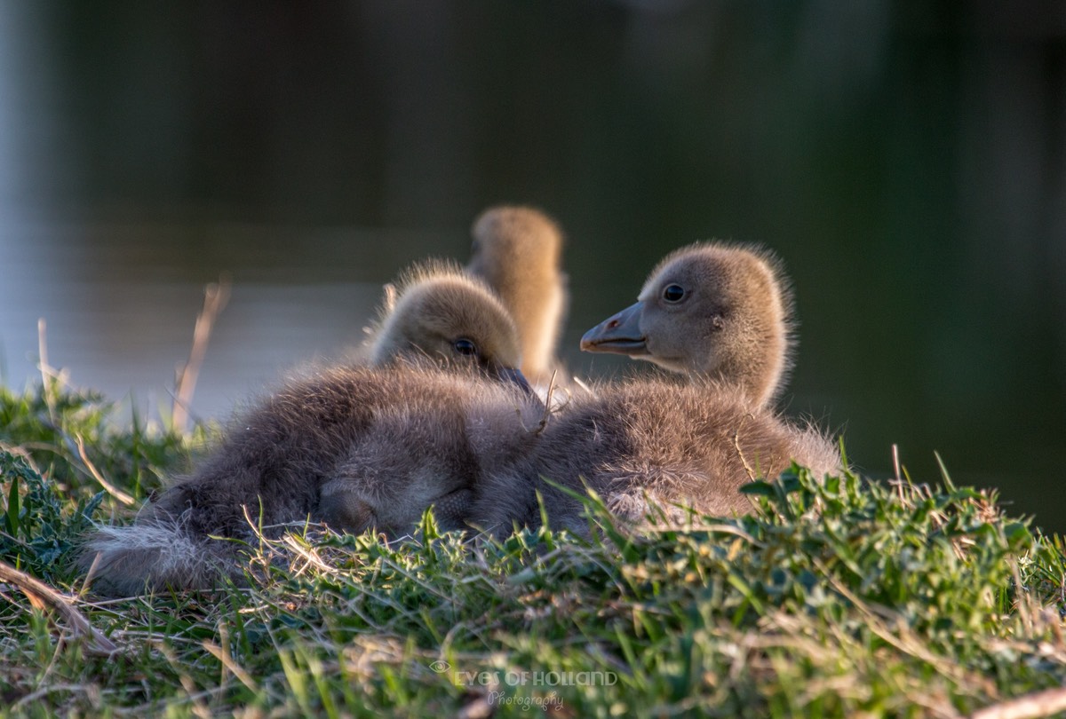 polders mei-21