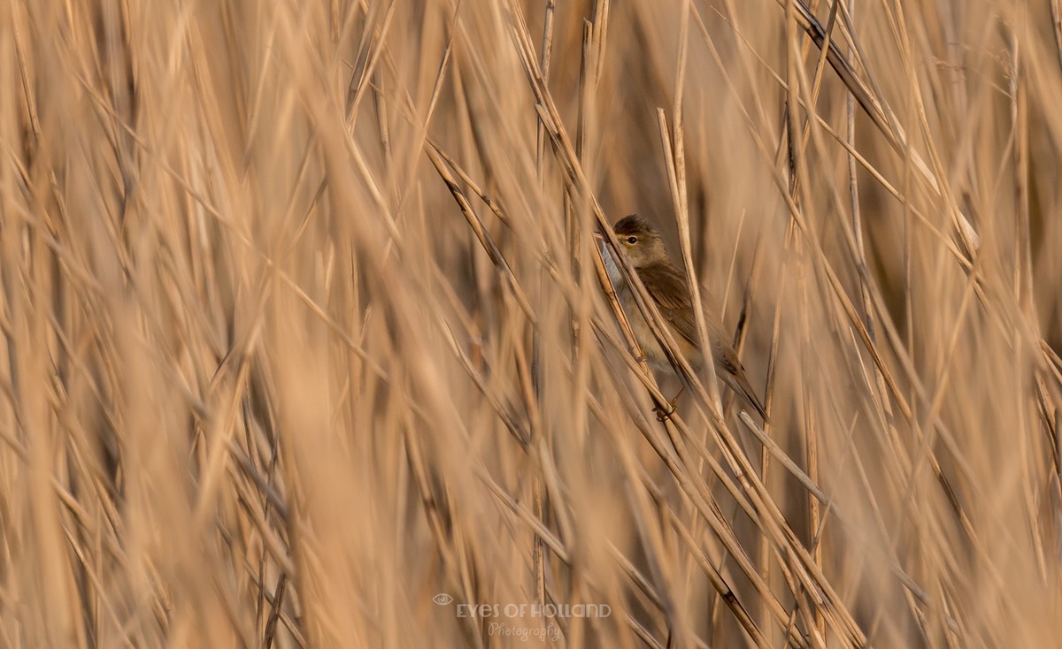 polders mei-23