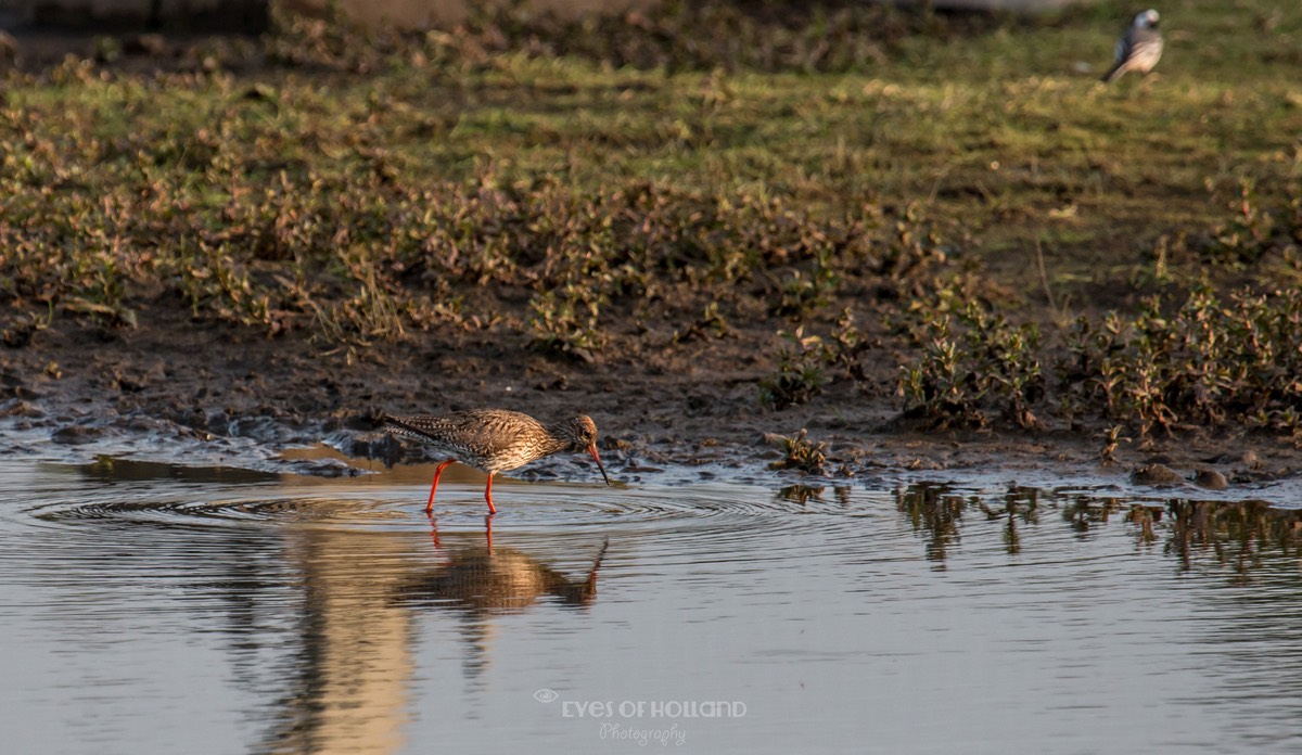 polders mei-28