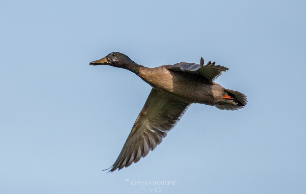 polders mei-9