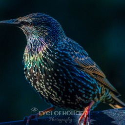 starling (1 van 1)