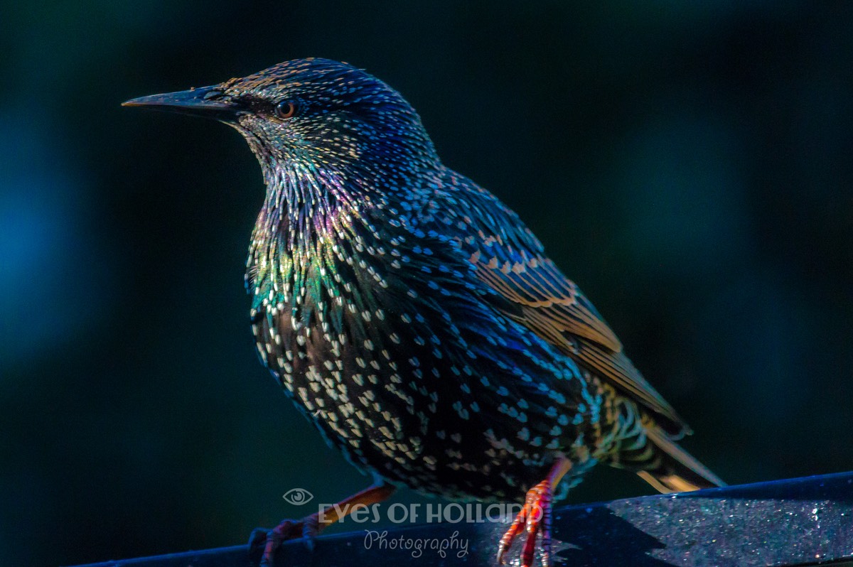 starling (1 van 1)