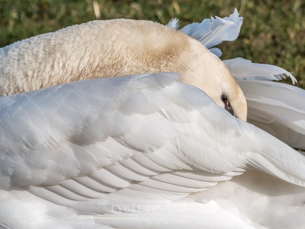 watervogels (9 van 11)